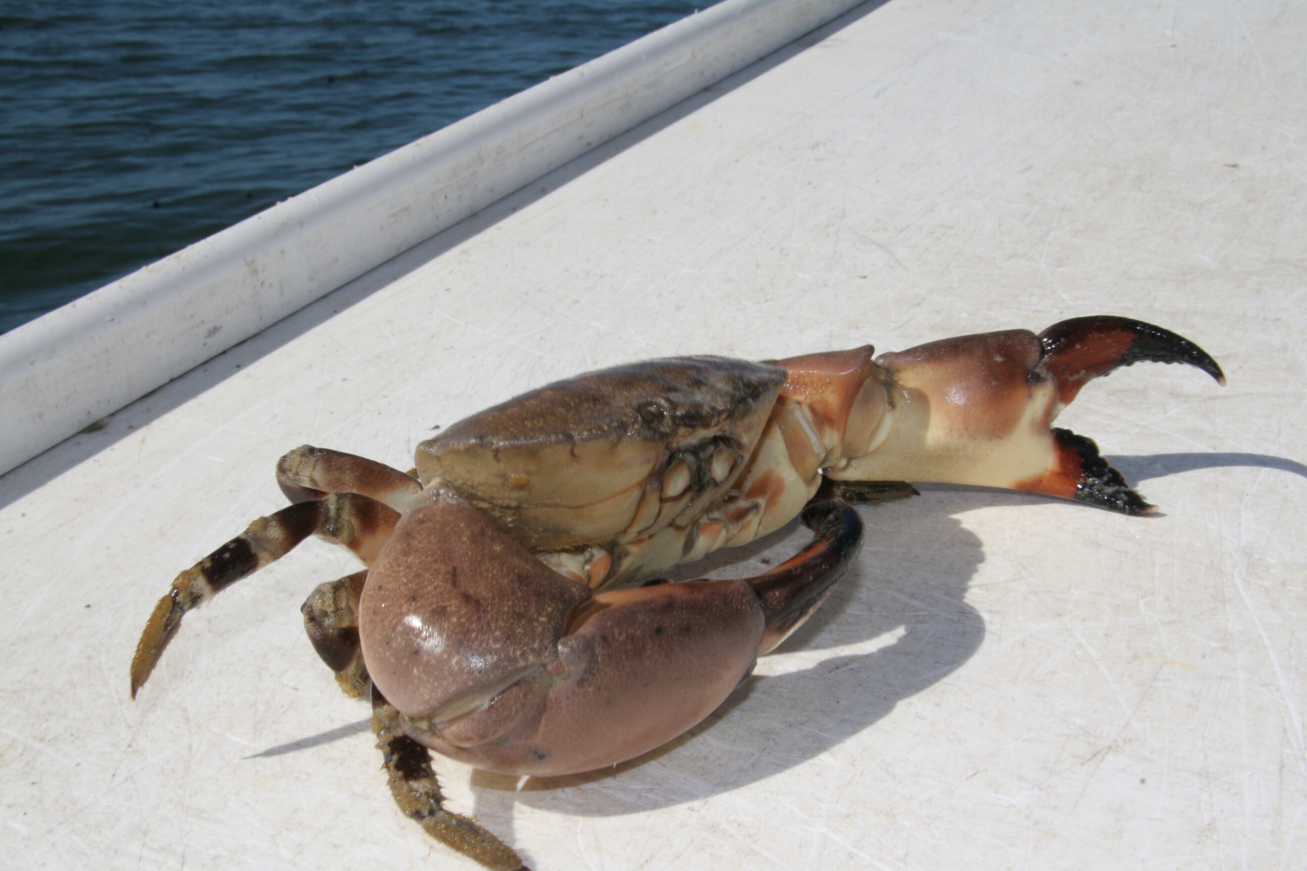 Small Harvest Leaves Florida Stone Crabbers In A Pinch WGCU PBS & NPR